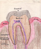 Dr. Jacklyn Kurth
